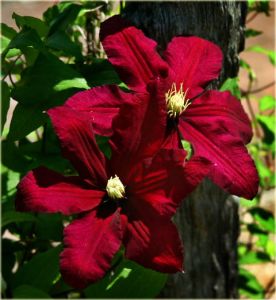 Clematis wielkokwiatowy NIOBE