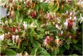 Wiciokrzew Japoński PURPUREA