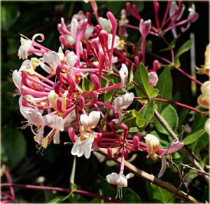 Japanischen Geißblattes PURPUREA
