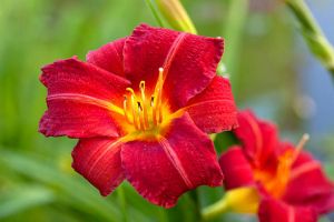 Garten-Taglilie  RED RUM
