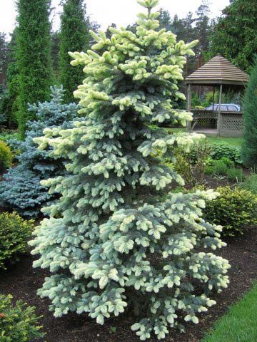 Picea pungens Bialobok