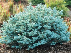 Picea pungens Glauca Globosa