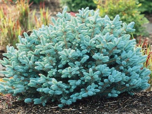 Picea pungens Glauca Globosa