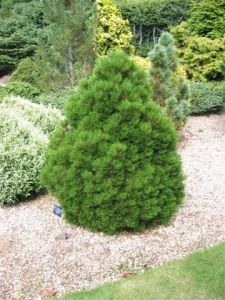 Pinus leucodermis SMIDTII