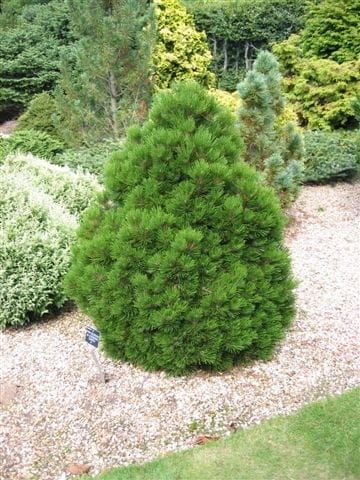 Pinus leucodermis SMIDTII