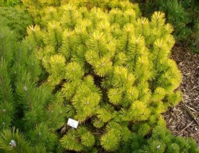 Pinus mugo ZUNDERT