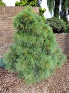 Pinus strobus WIETHORST