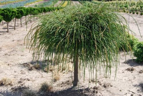 Thuja plicata WHIPCORD auf Stamm