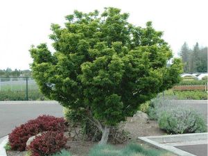 Acer palmatum SHISHIGASHIRA