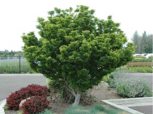 Acer palmatum SHISHIGASHIRA