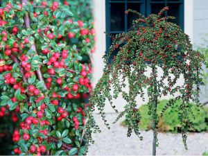 Cotoneaster dammeri QUEEN OF CARPETS auf Stamm