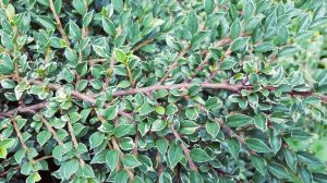 Cotoneaster purpureus VARIEGATUS