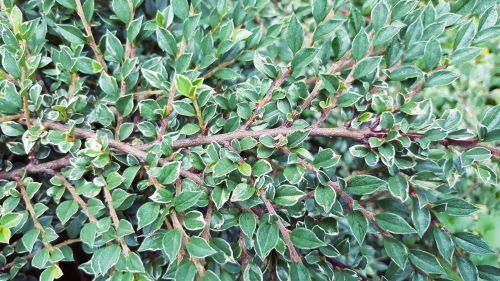 Cotoneaster purpureus VARIEGATUS