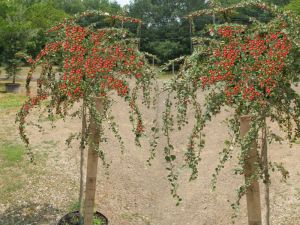 Cotoneaster DAMMERI auf Stamm