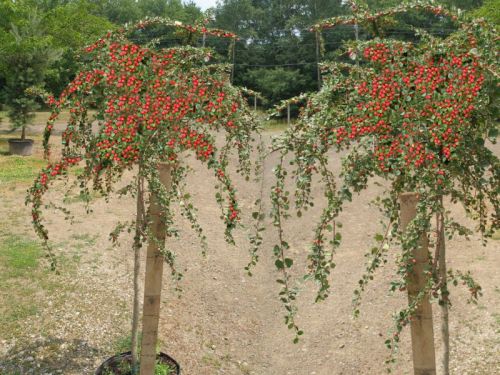Cotoneaster DAMMERI auf Stamm