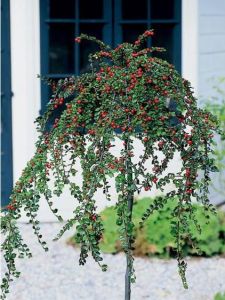 Cotoneaster salicifolius Parkteppich auf Stamm