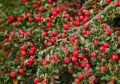 Irga CORAL BEAUTY szwedzka na pniu