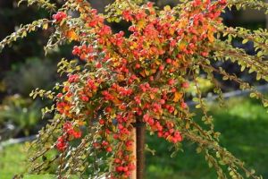 Bodendecker Cotoneaster STREIB'S FINDLING auf Stamm