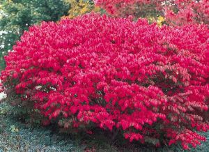 Euonymus europaeus RED CASCADE