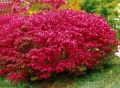 Trzmielina europejska RED CASCADE na pniu