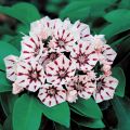 Kalmia szerokolistna PEPPERMINT