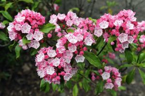 Kalmia latifolia GINKONA