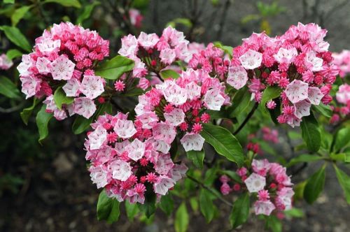 Kalmia latifolia GINKONA