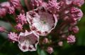Kalmia szerokolistna GINKONA