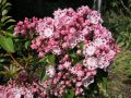 Kalmia szerokolistna GINKONA