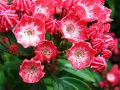 Kalmia szerokolistna PINKOBELLO