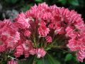 Kalmia szerokolistna PINKOBELLO