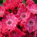 Kalmia szerokolistna PINKOBELLO