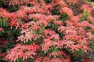 Pieris japonica ASTRID