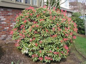 Pieris japonica MOUNTAIN FIRE