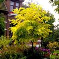 Akacja złota ROBINIA FRISIA