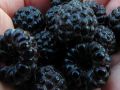 Malina czarna BLACK JAWEL