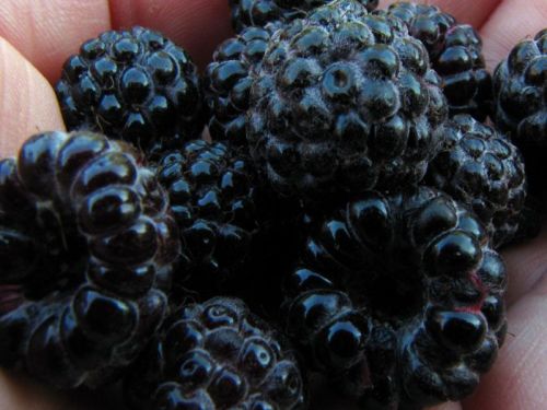 Schwarze Himbeere BLACK JAWEL im Topf