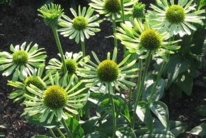 Echinacea GREEN JEWEL
