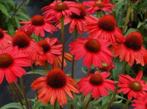 Purpur-Sonnenhut RED PEARL