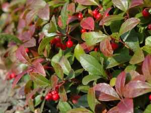 Rote Scheinbeere