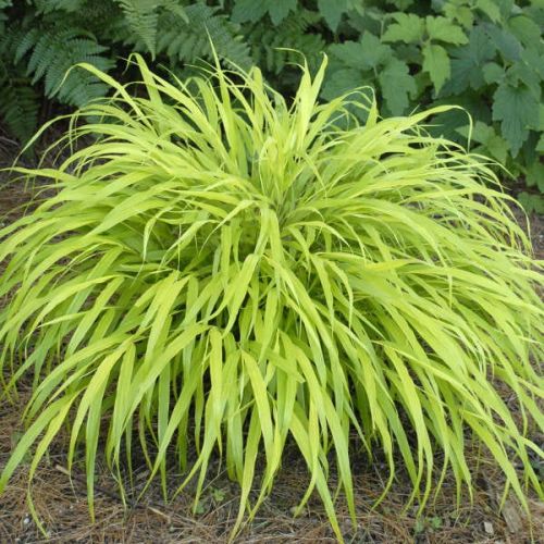 Hakonechloa gracilis ALL GOLD