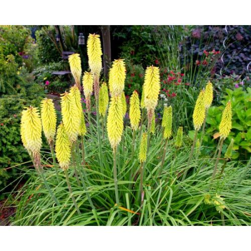 Kugeldistel POCO YELLOW