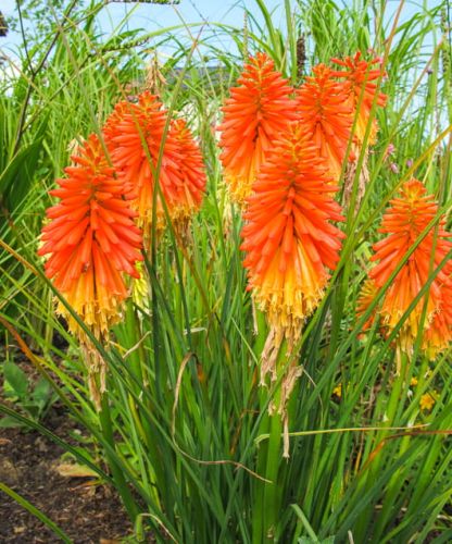 Kugeldistel MANGO POPSICLE