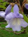 PAULOWNIA SHAN TONG