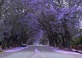 PAULOWNIA SHAN TONG