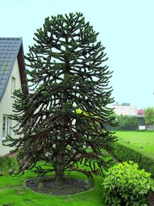Die chilenische Araukarie ist äußerst originell