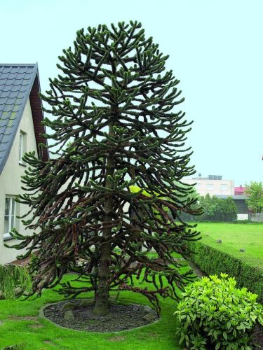 Die chilenische Araukarie ist äußerst originell