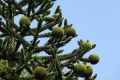 ARAUCARIA chilijska niezwykle oryginalna