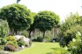 Akacja ROBINIA UMBRACULIFERA