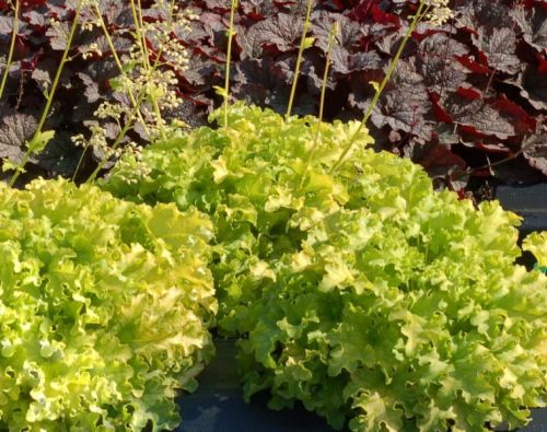 Heuchera LIME RUFFLES